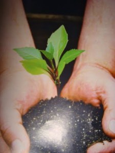 Proses tarbiyah umpama menyemai benih, menjaga dan memeliharanya sehingga menjadi sebatang pokok yang rendang, hidup dan subur.